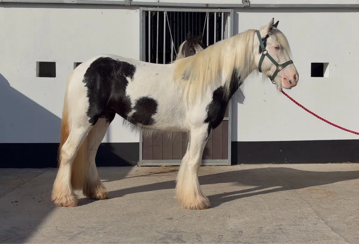 Stunning Piebald Mare - Image 3