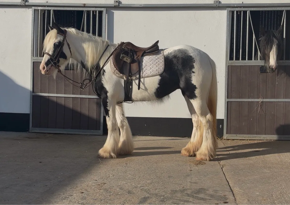 Stunning Piebald Mare - Image 4