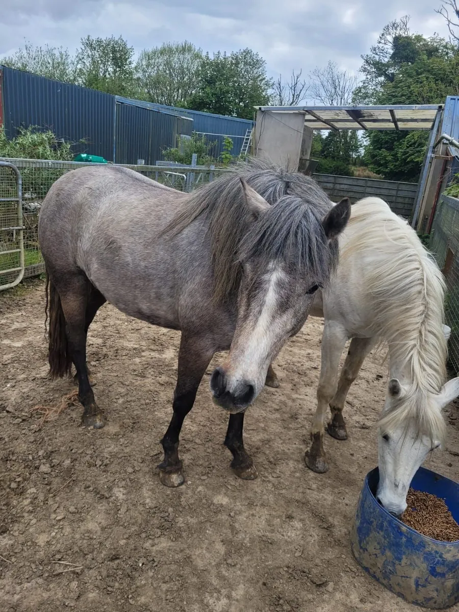 3 year old mare - Image 2
