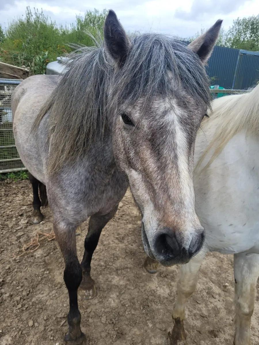 3 year old mare - Image 1