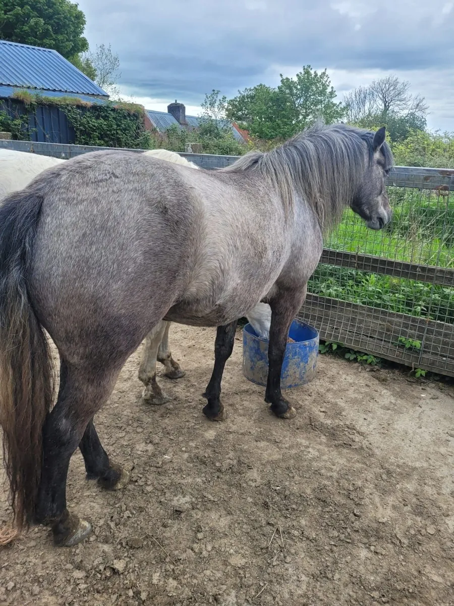 3 year old mare - Image 3