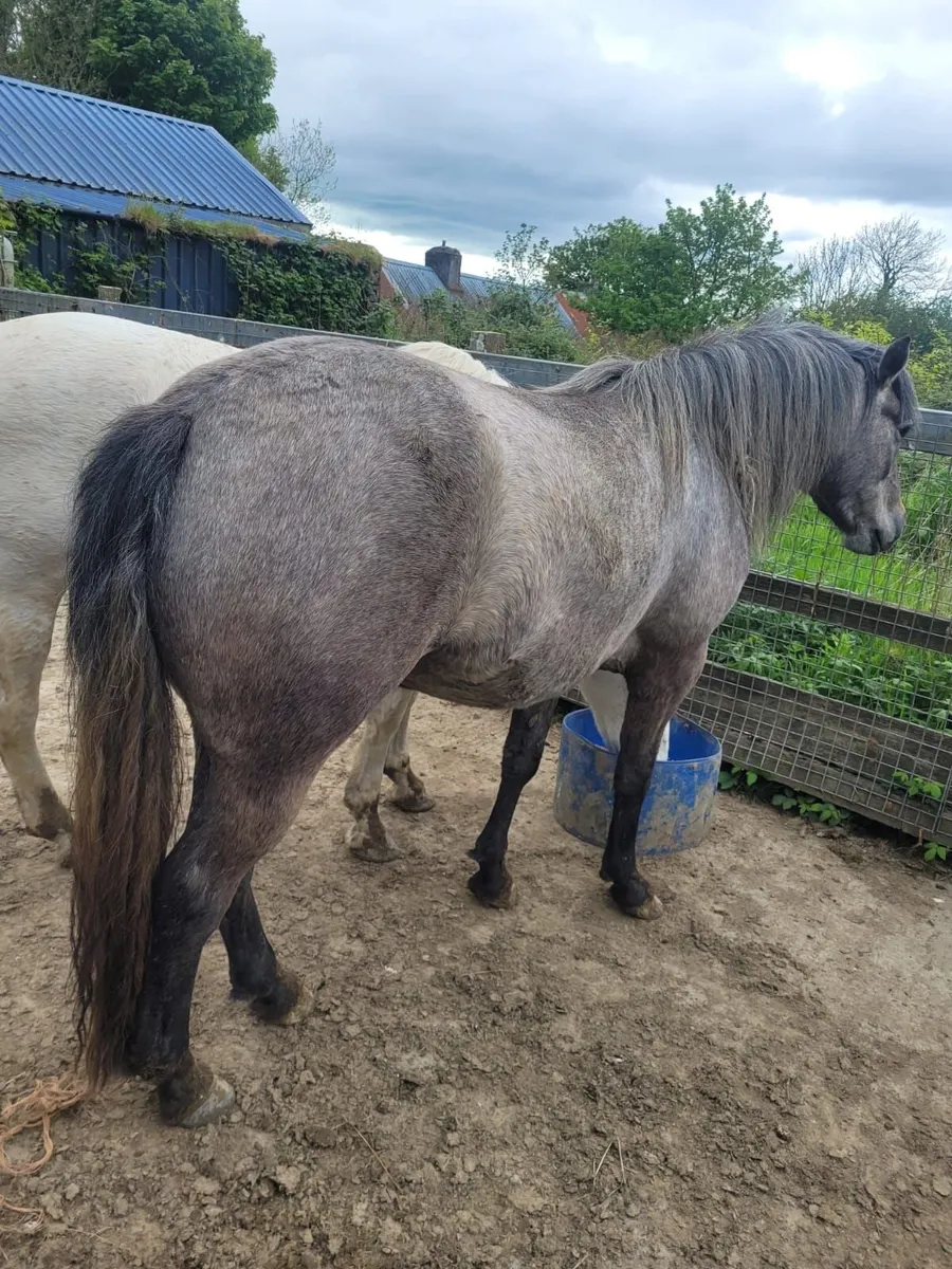 3 year old mare - Image 4