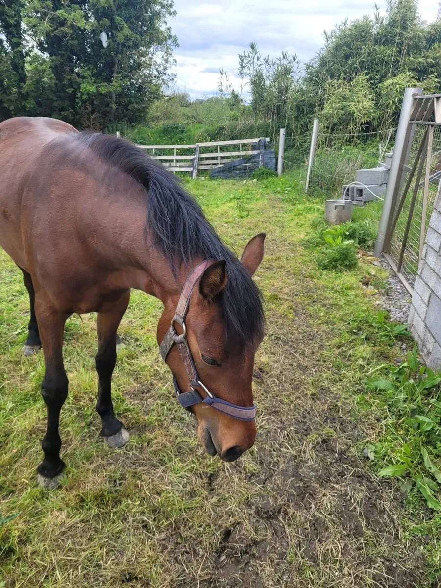 2 year old filly - Image 2