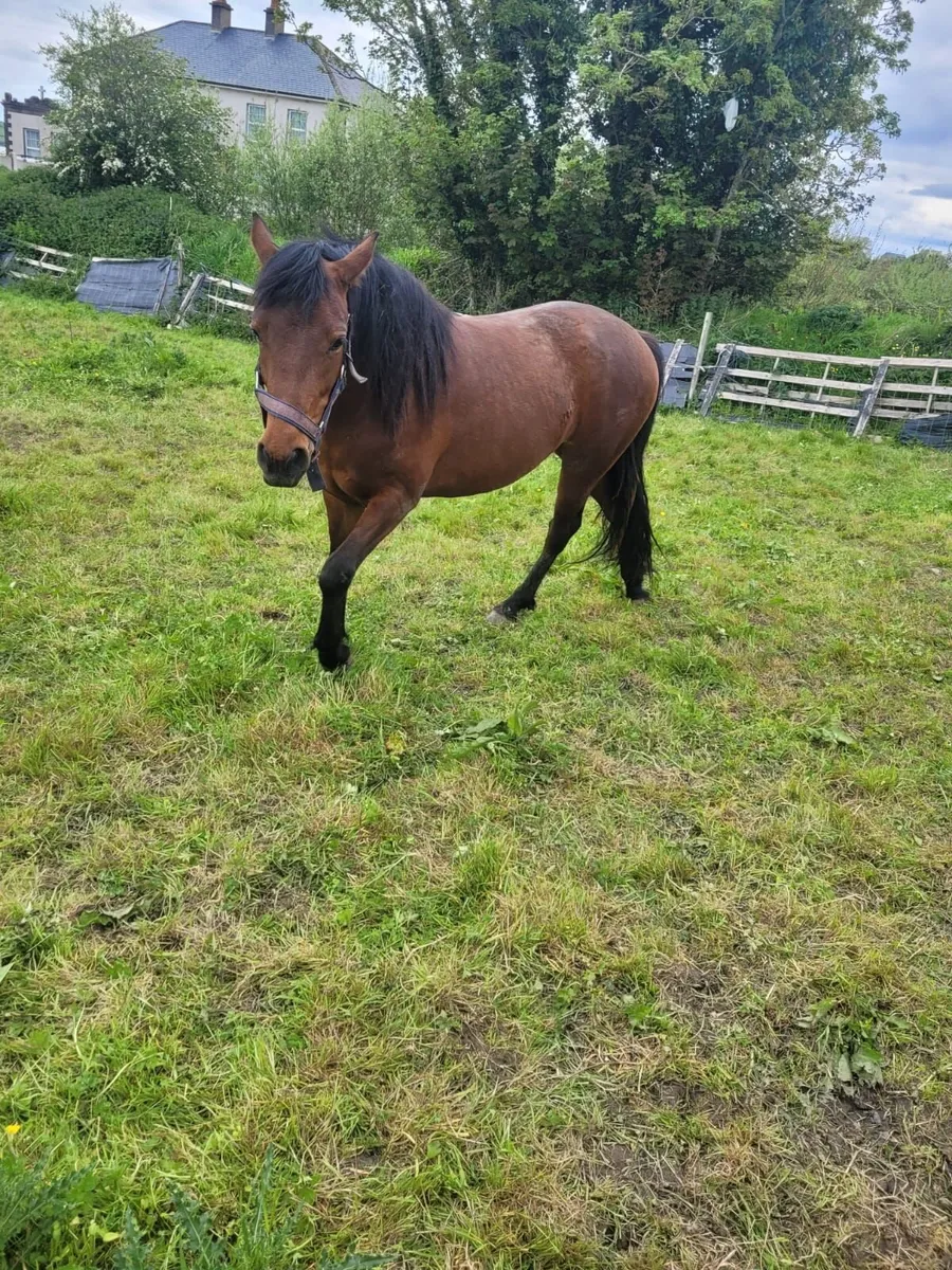 2 year old filly - Image 1