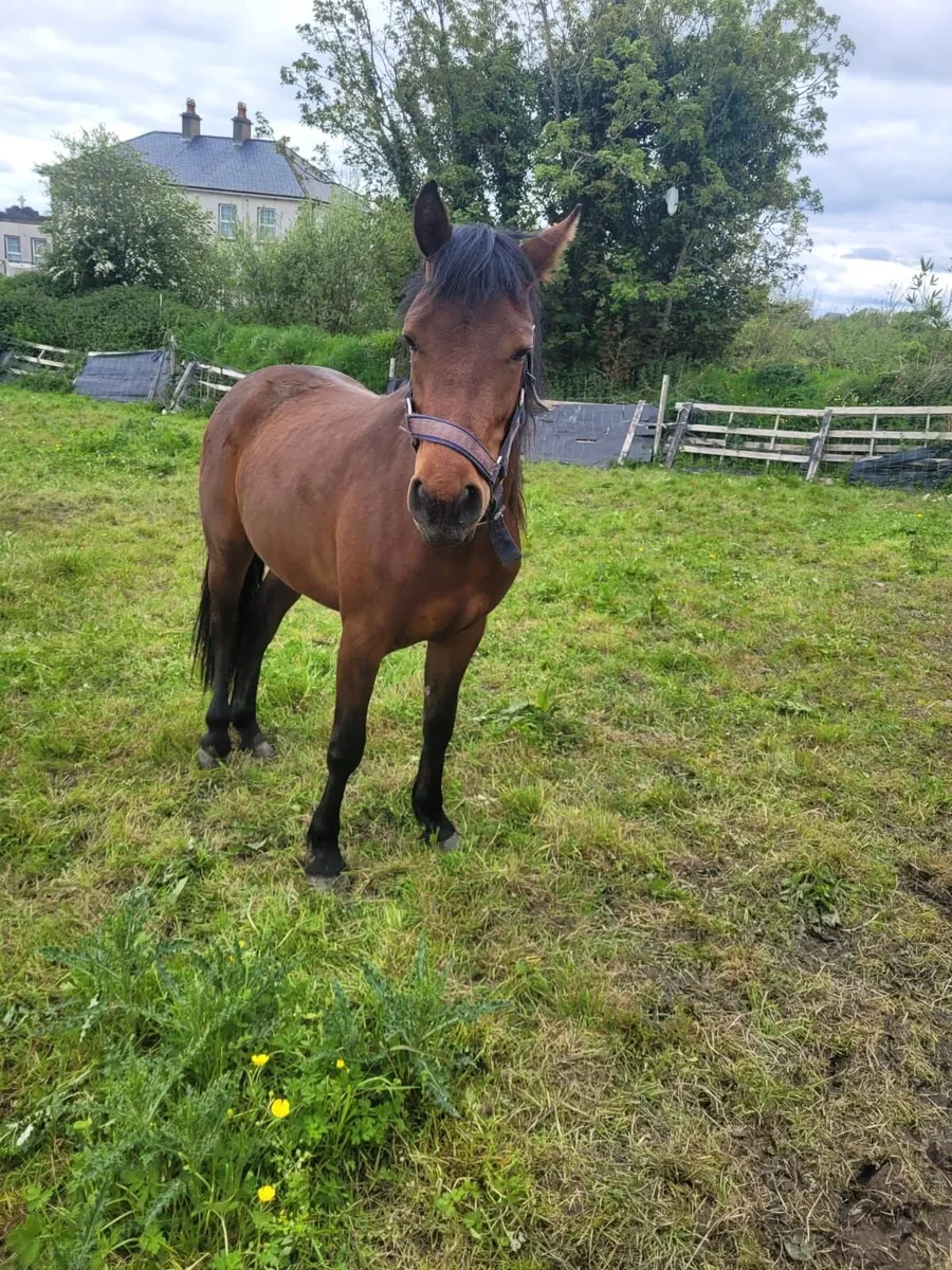2 year old filly - Image 3