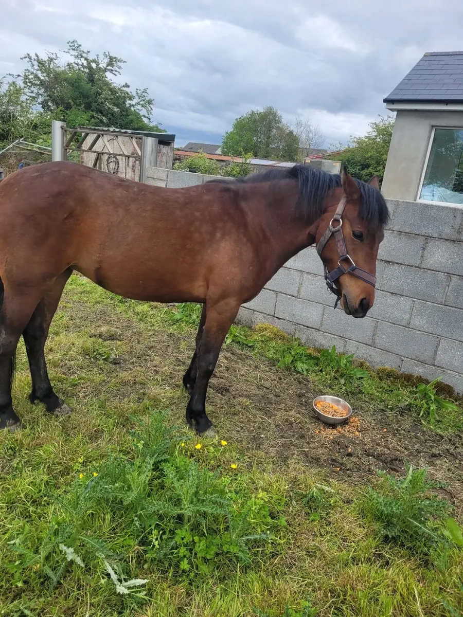 2 year old filly - Image 4