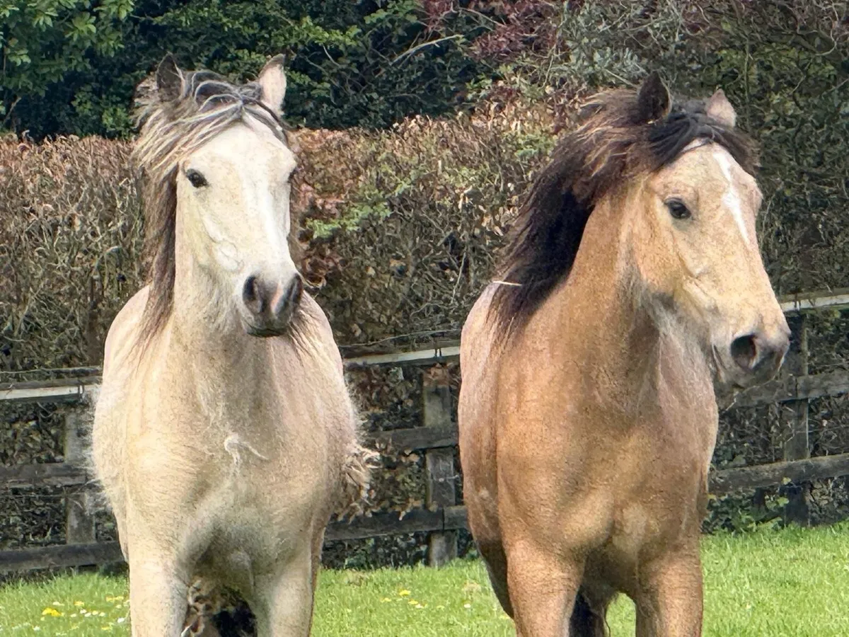 Horse - Image 2