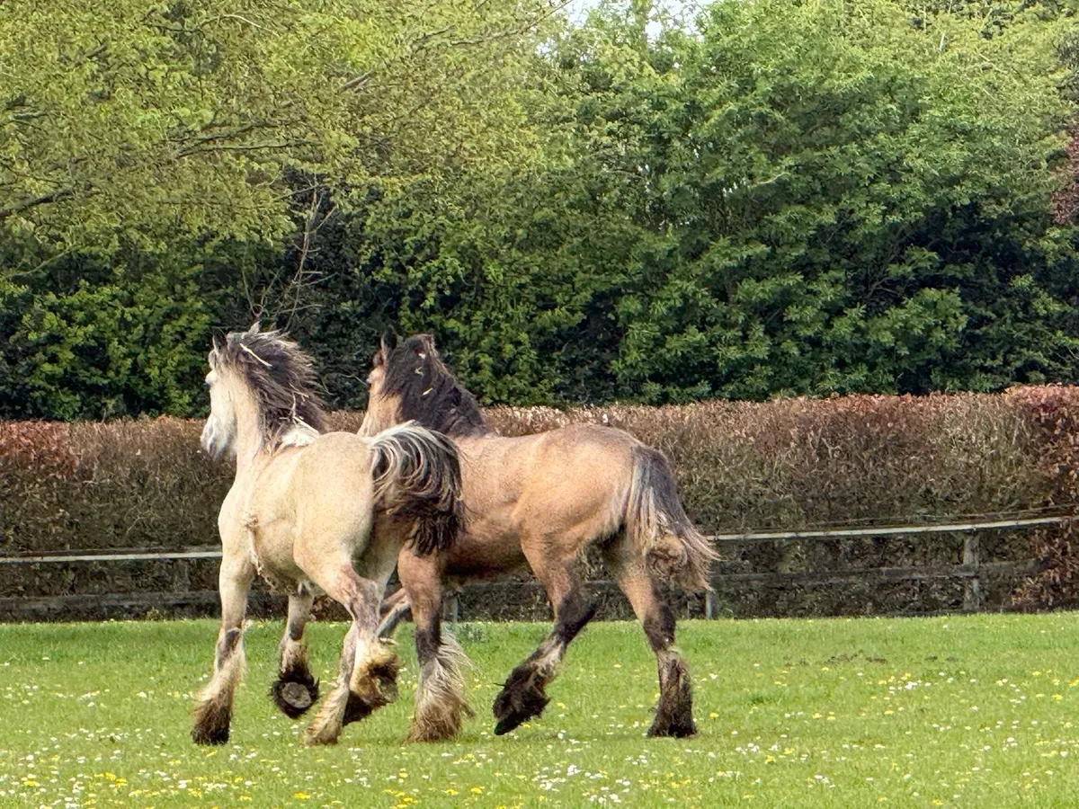 Horse - Image 4
