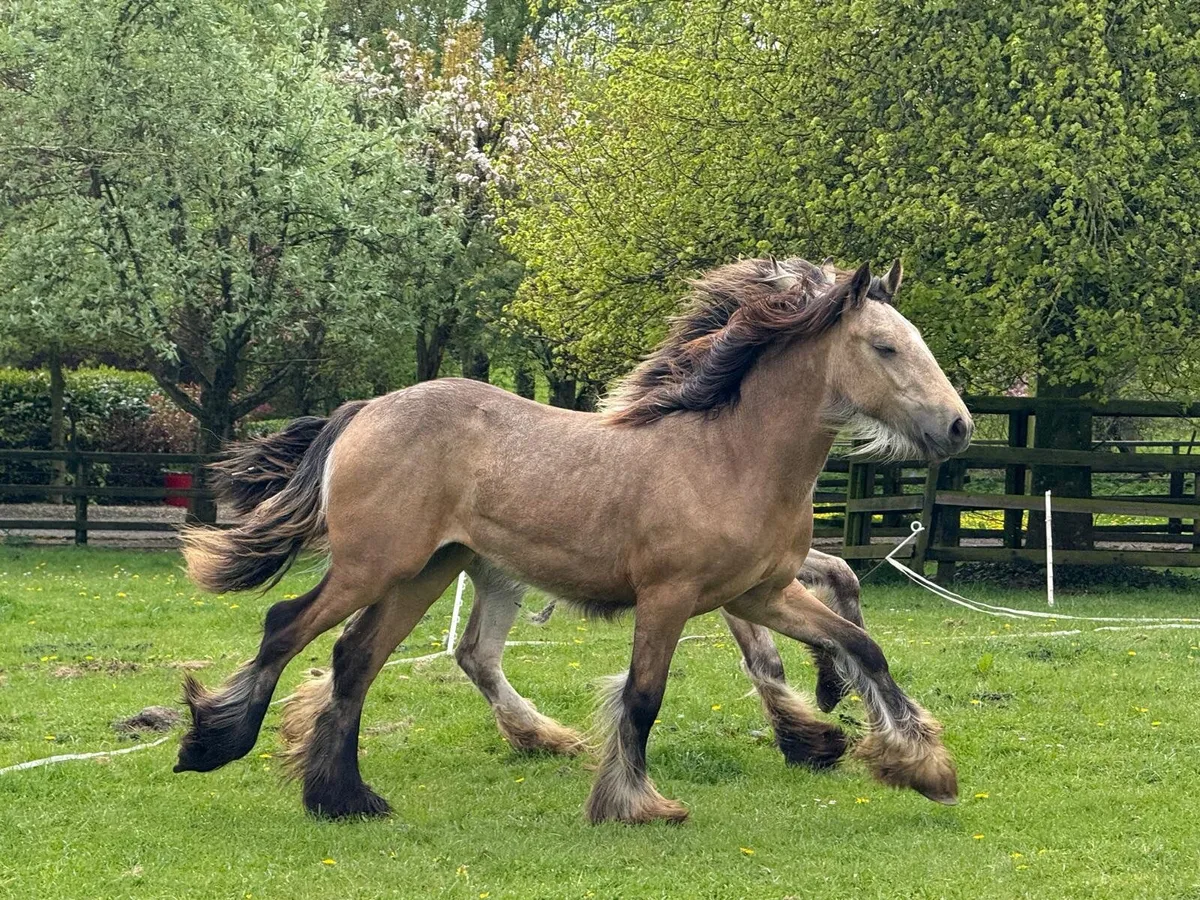 Horse - Image 3
