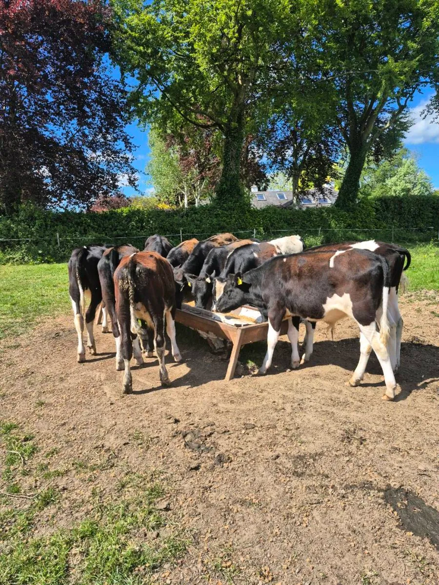 Livestock - Image 1