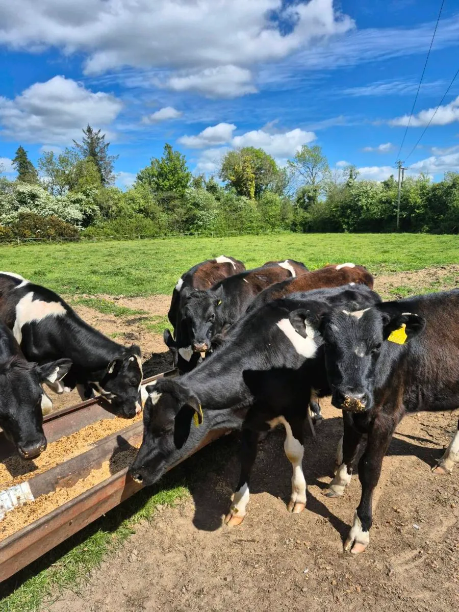 Livestock - Image 2
