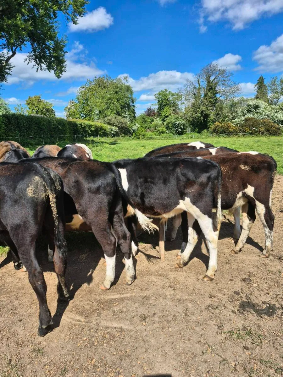 Livestock - Image 3