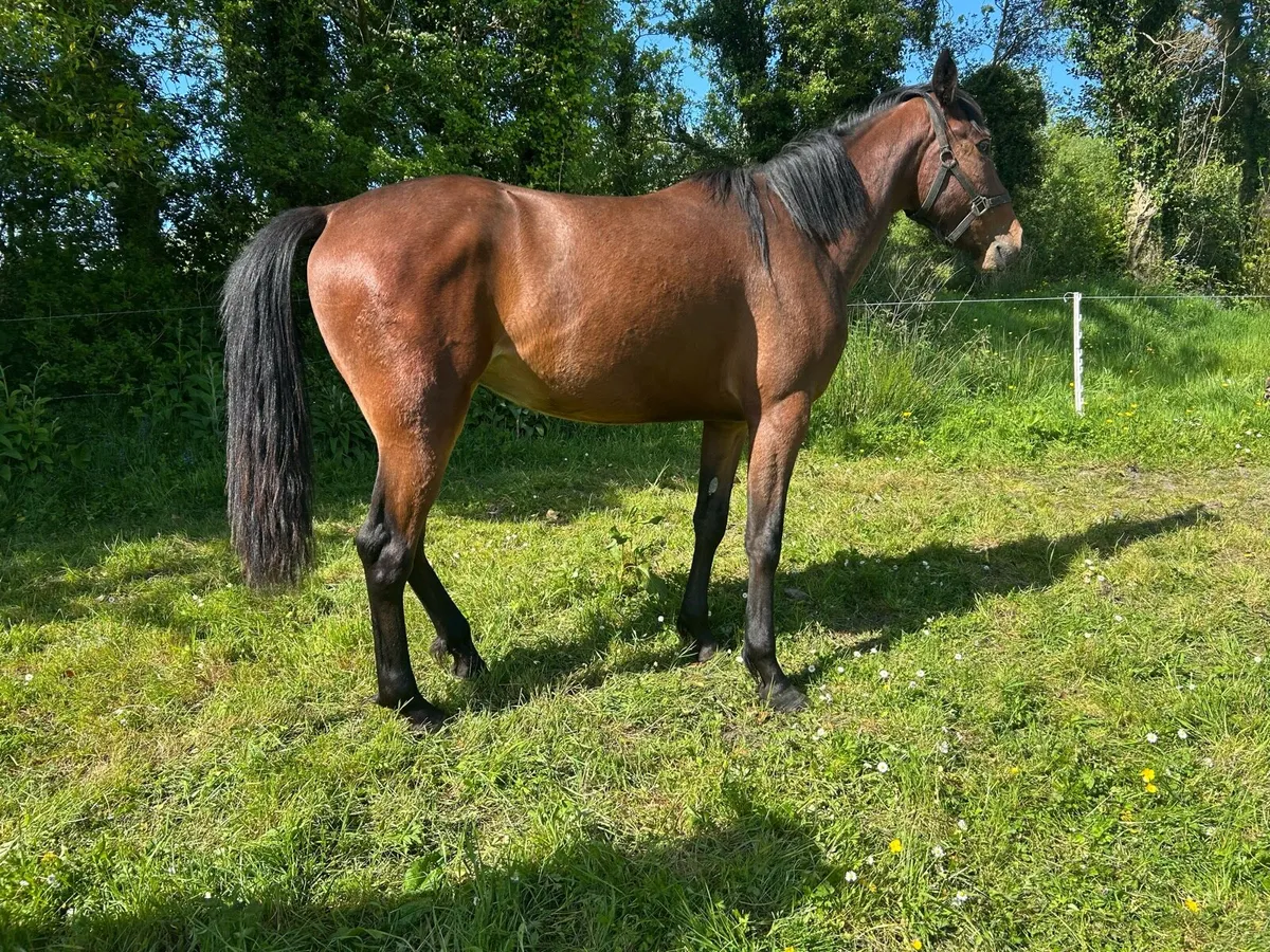 Filly - Image 1