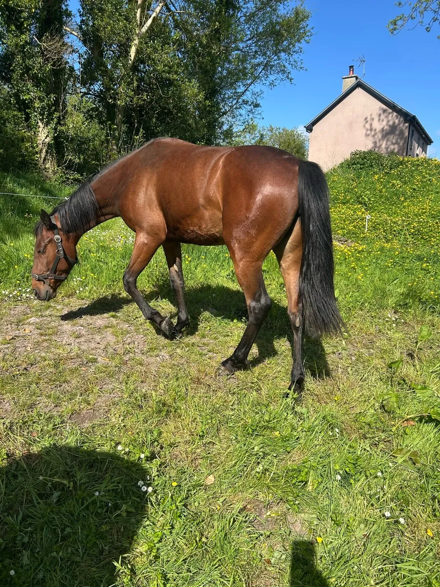 Filly - Image 2