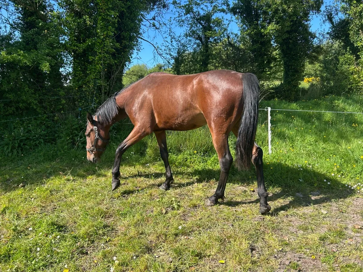 Filly - Image 3