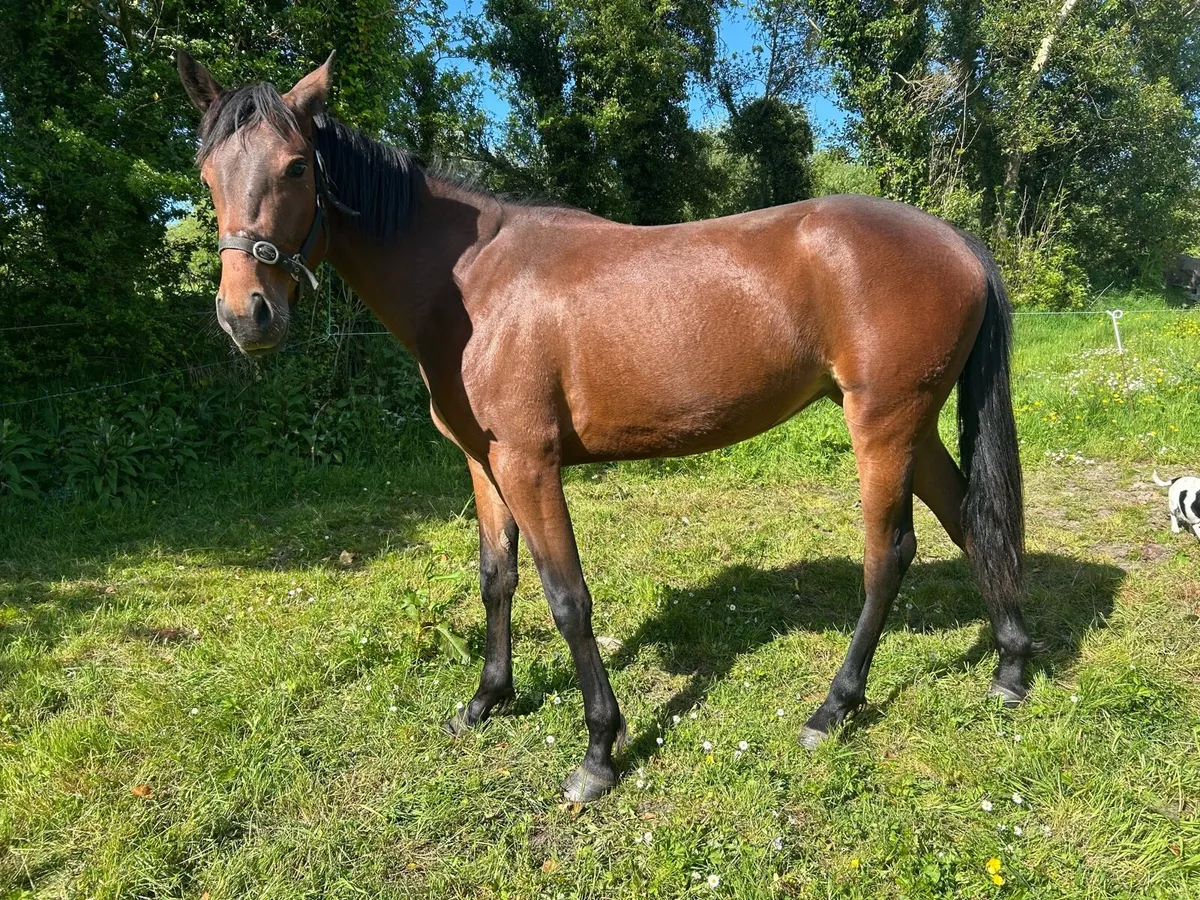 Filly - Image 4