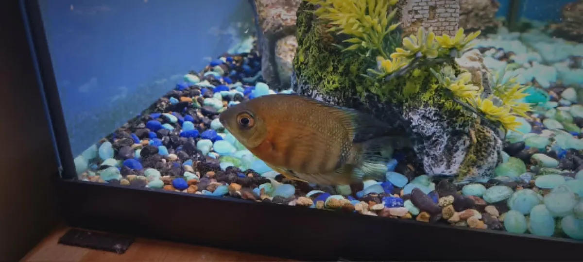 Aqua Dreams 60L fish tank - Image 2