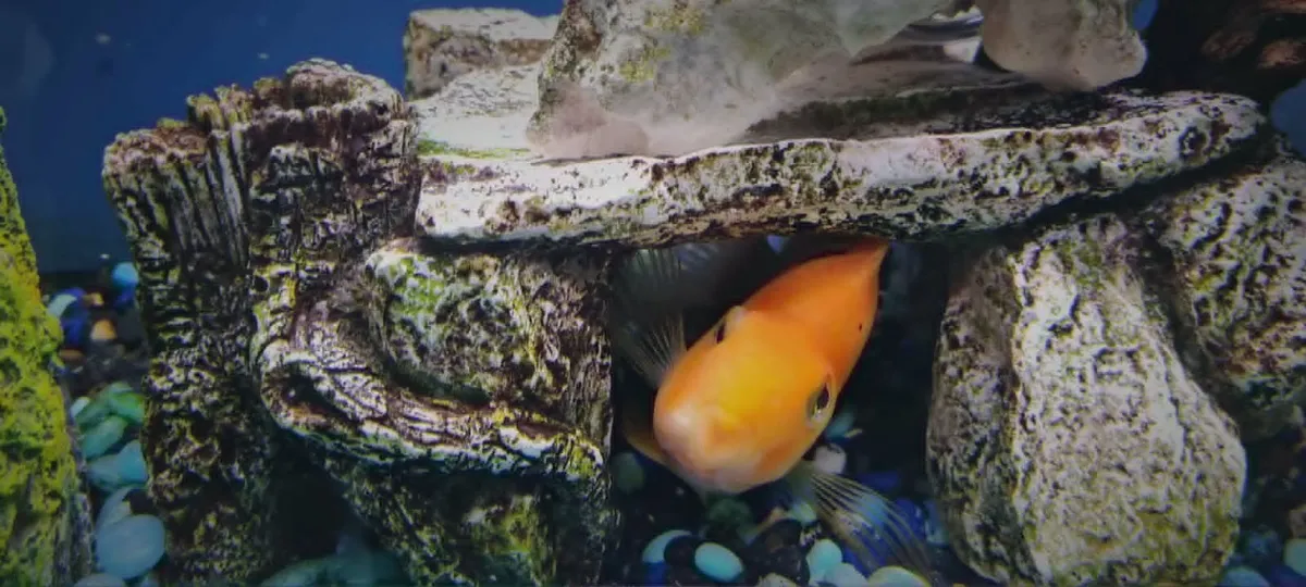 Aqua Dreams 60L fish tank - Image 3