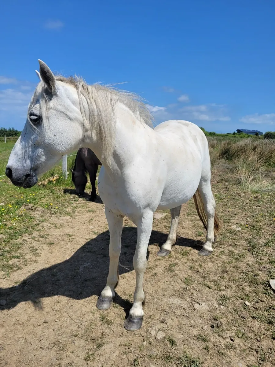 Connemara Mare - Image 2