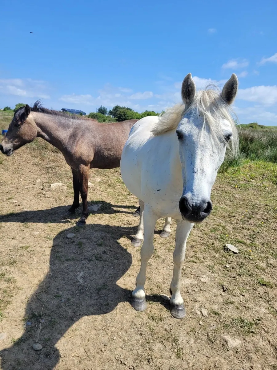 Connemara Mare - Image 1