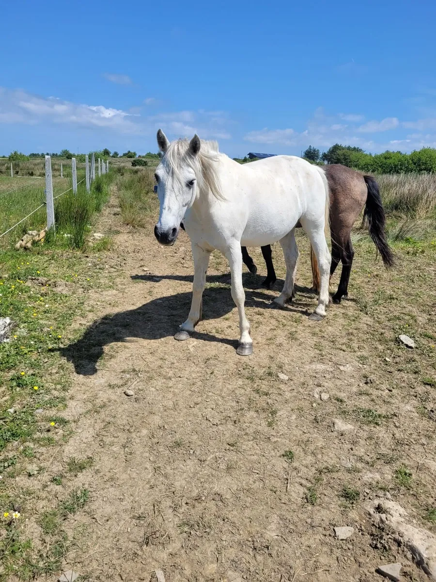 Connemara Mare - Image 3
