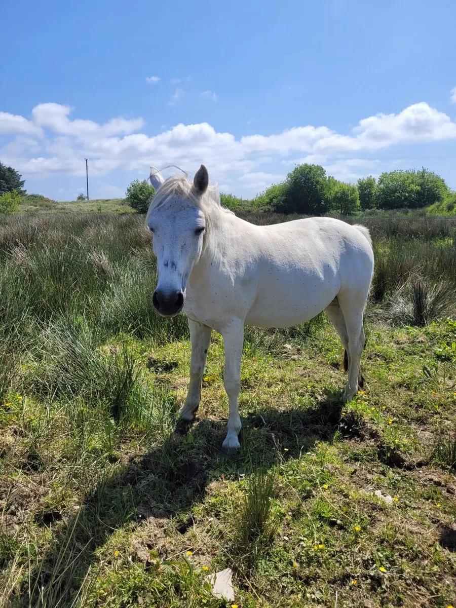 Connemara Mare - Image 4