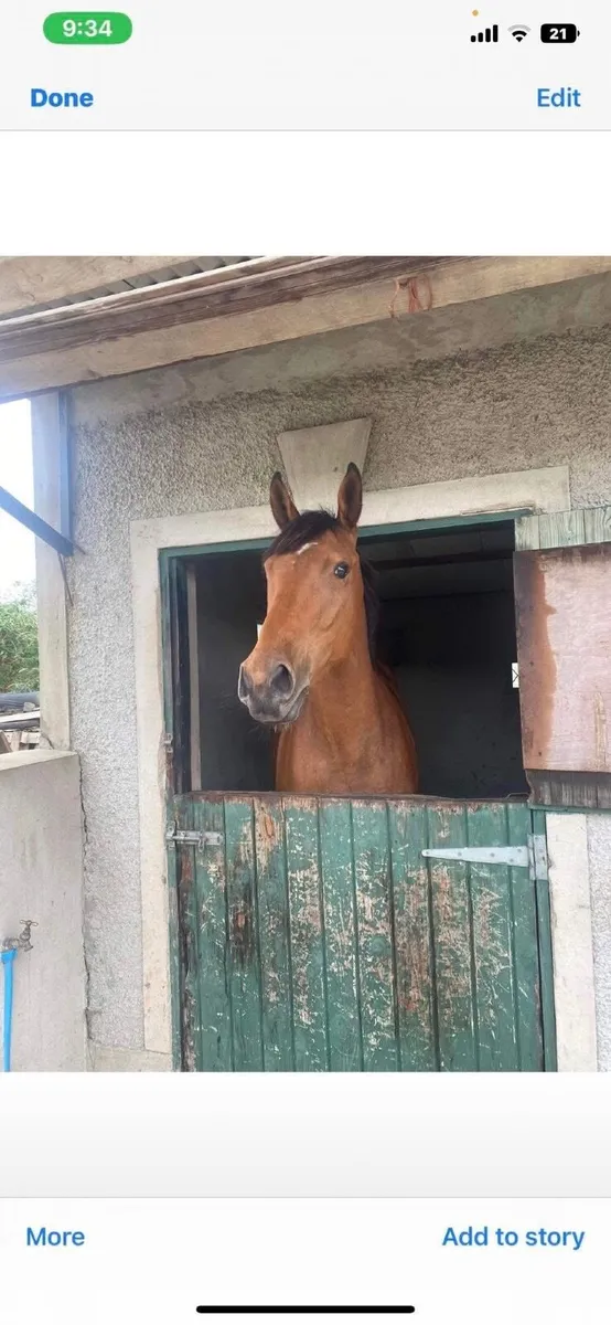 horse - Image 1