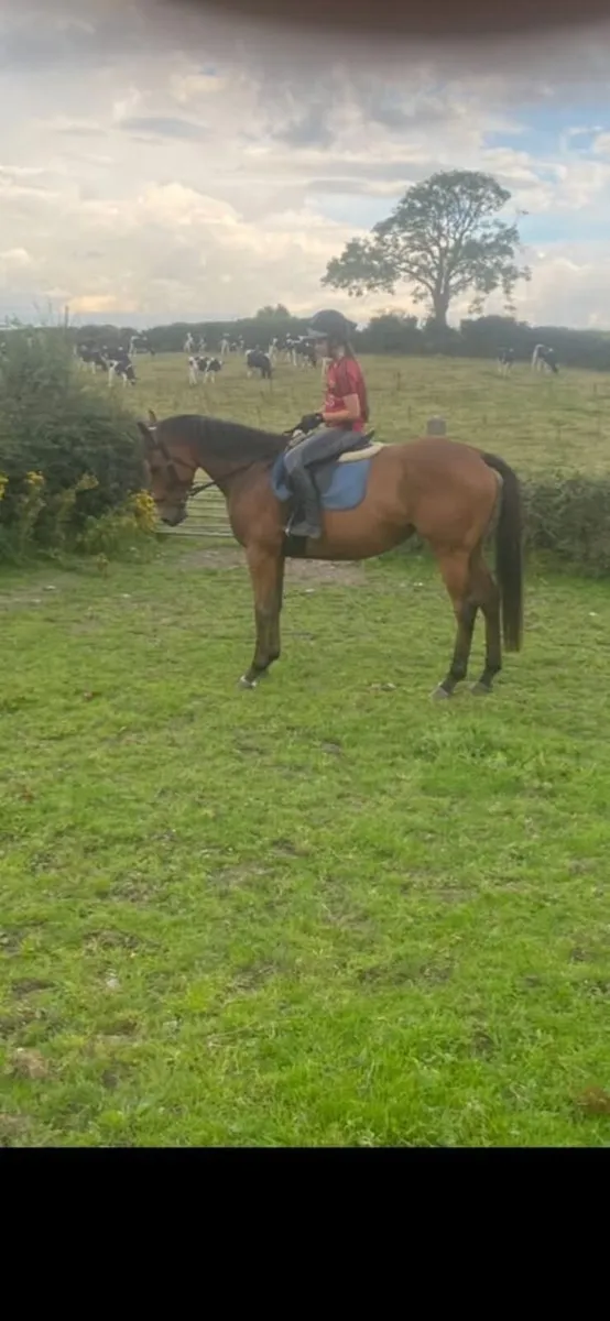 horse - Image 2