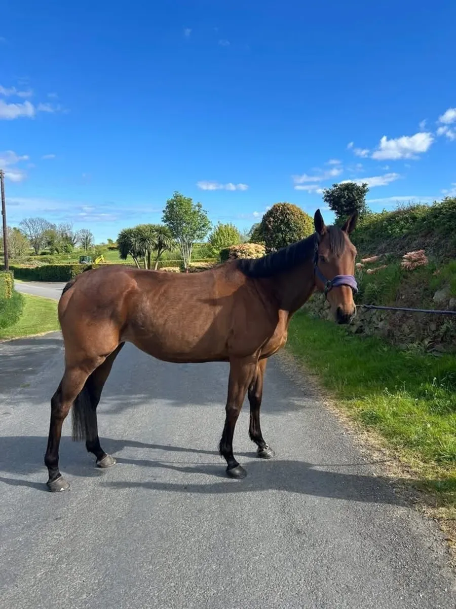 horse - Image 3