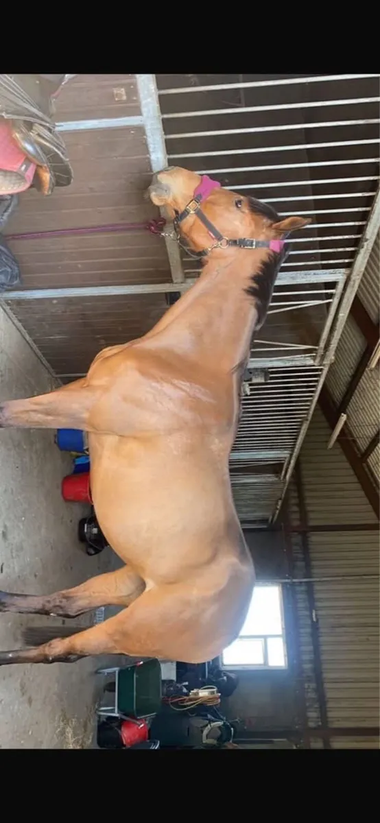 horse - Image 4