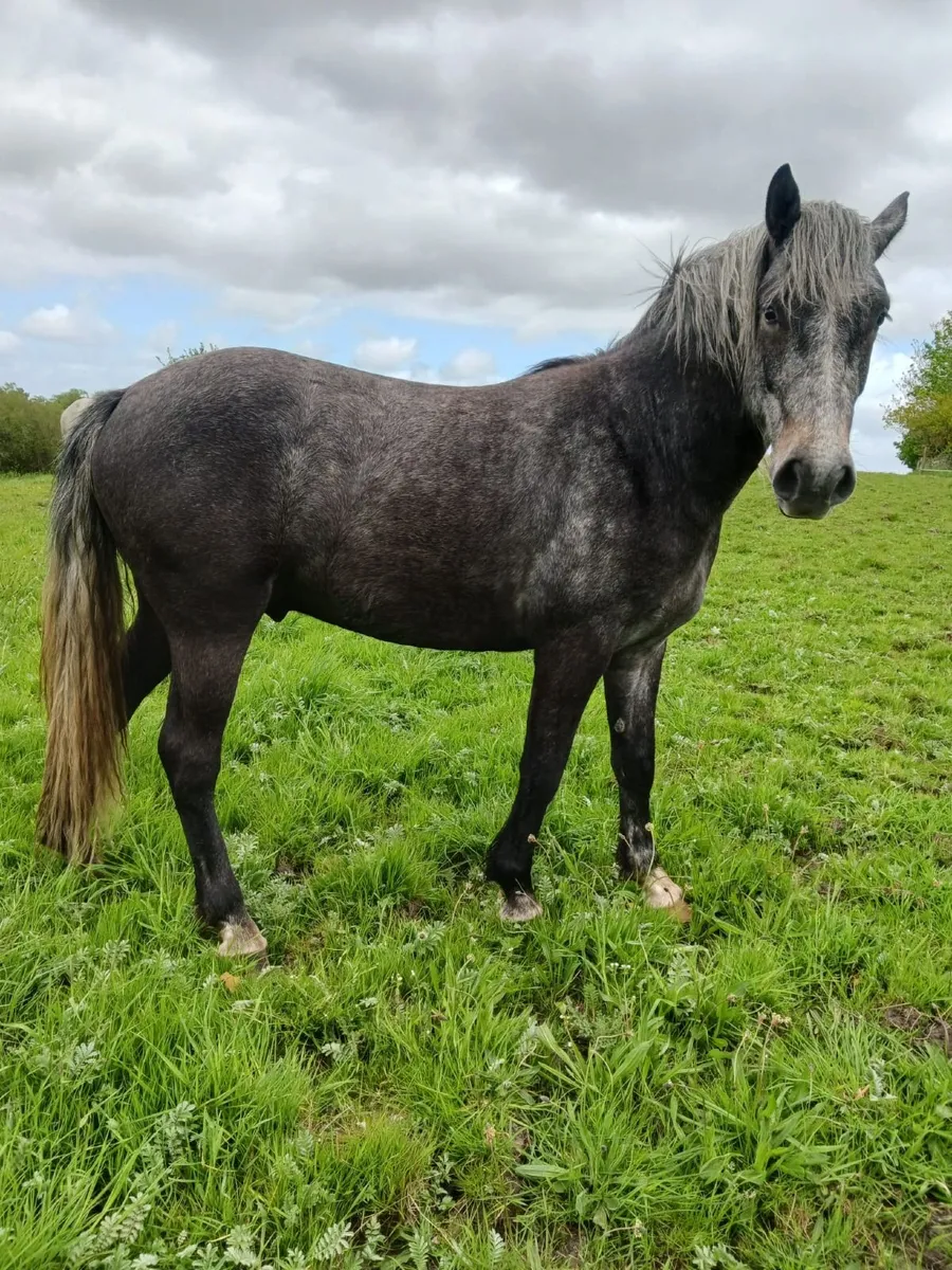 Connemara gelding - Image 1