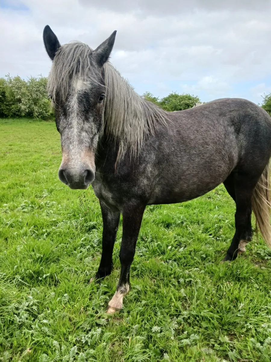 Connemara gelding - Image 2