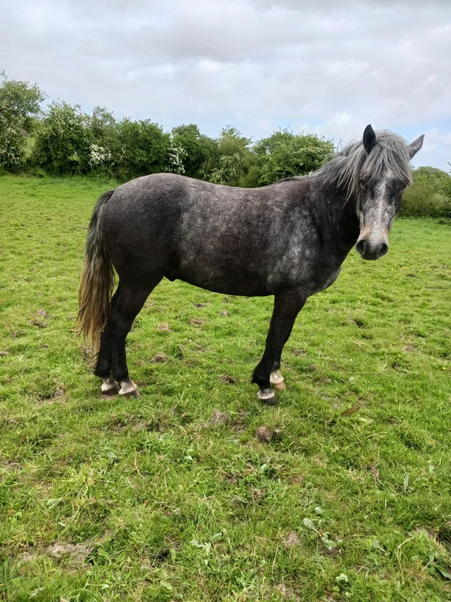 Connemara gelding - Image 3
