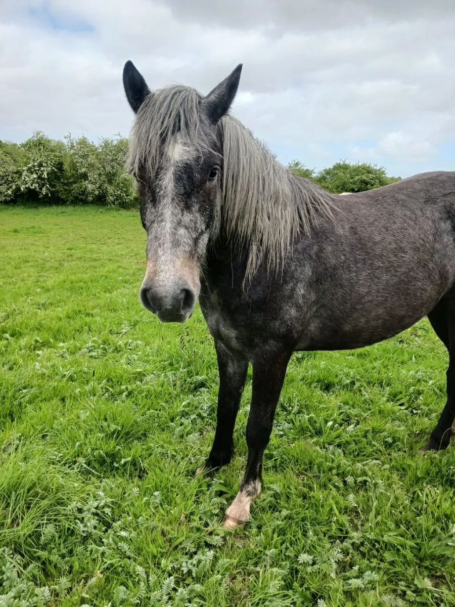 Connemara gelding - Image 4