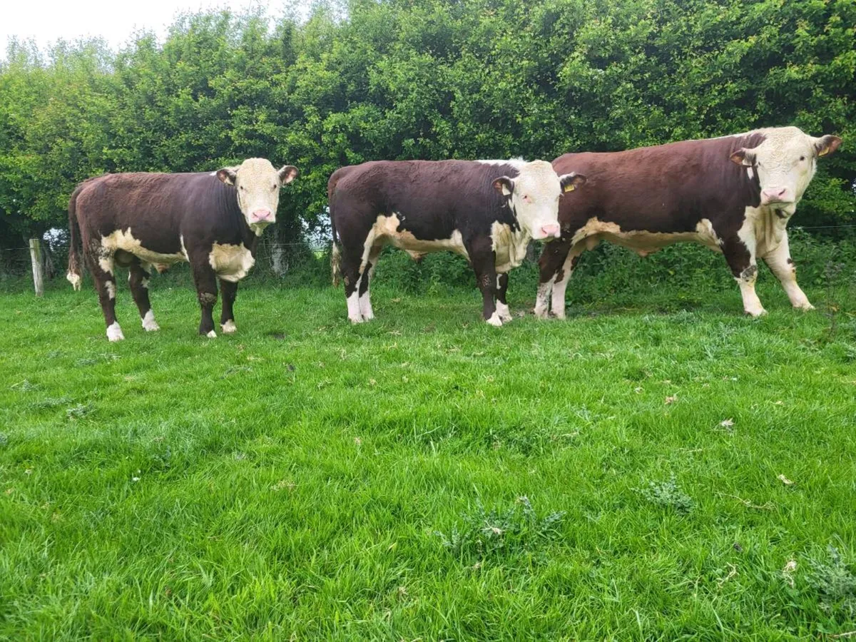 Hereford bulls - Image 4