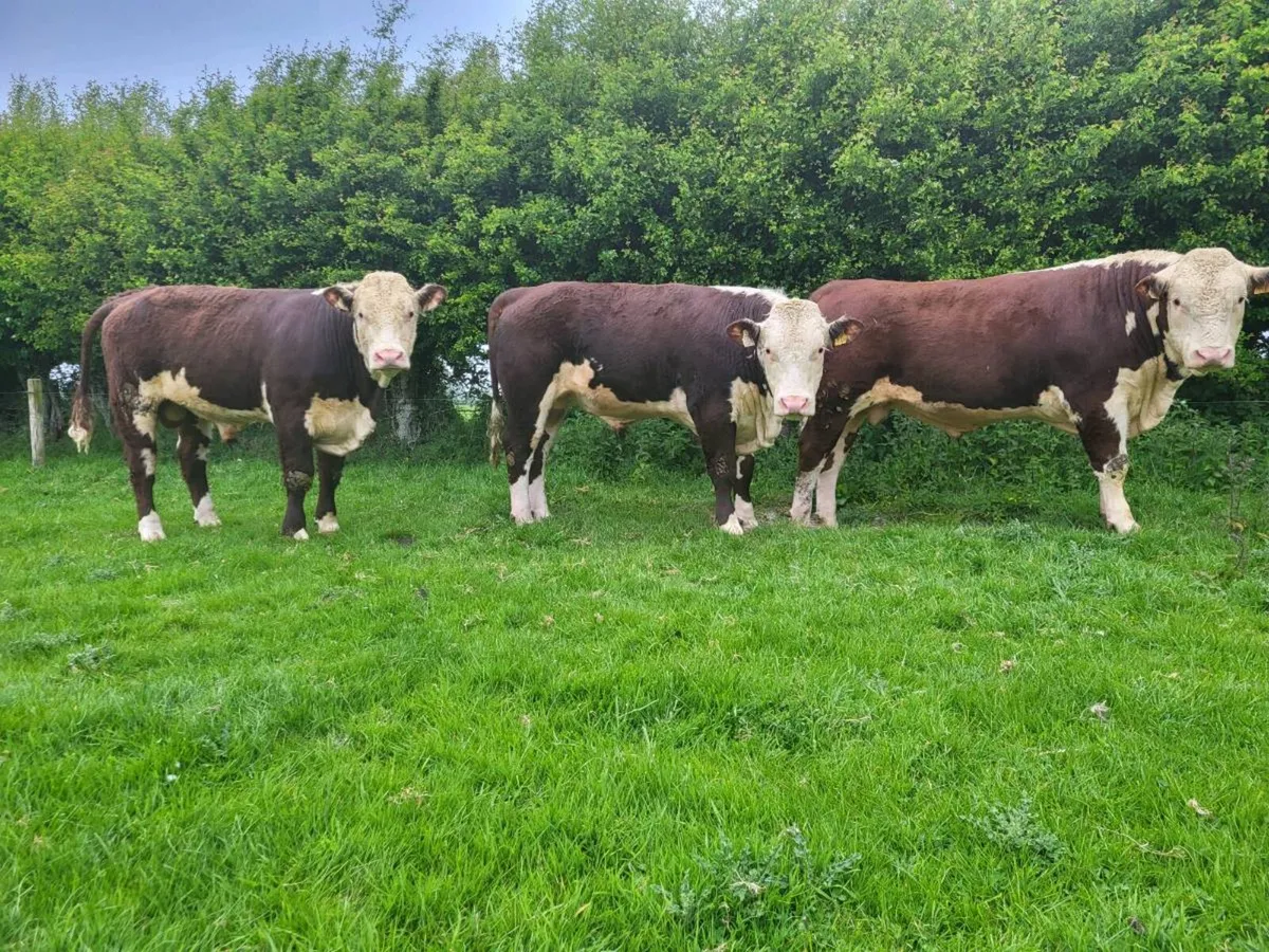 Hereford bulls - Image 4