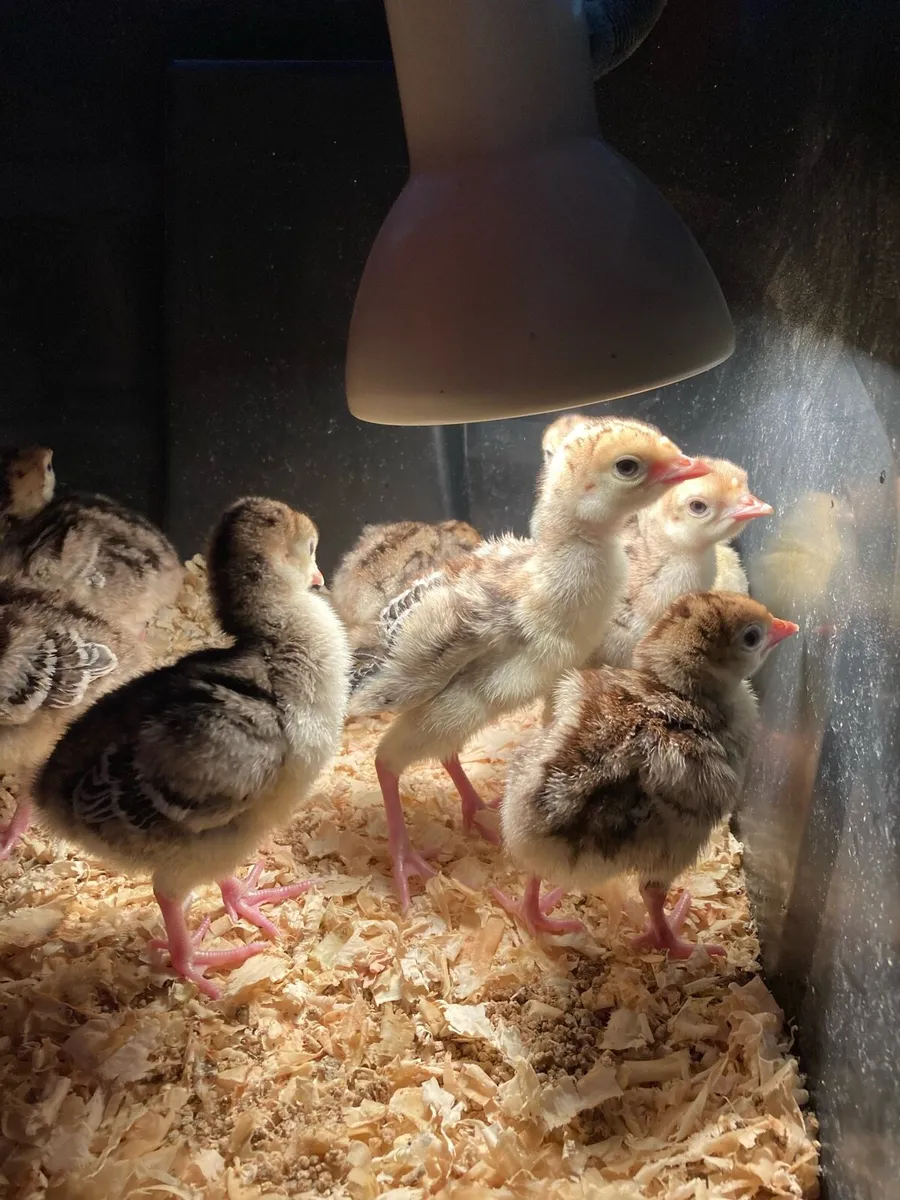 Turkey chicks - Image 2