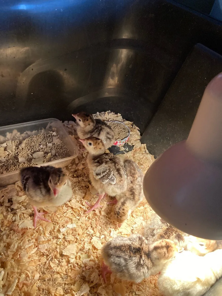 Turkey chicks - Image 3