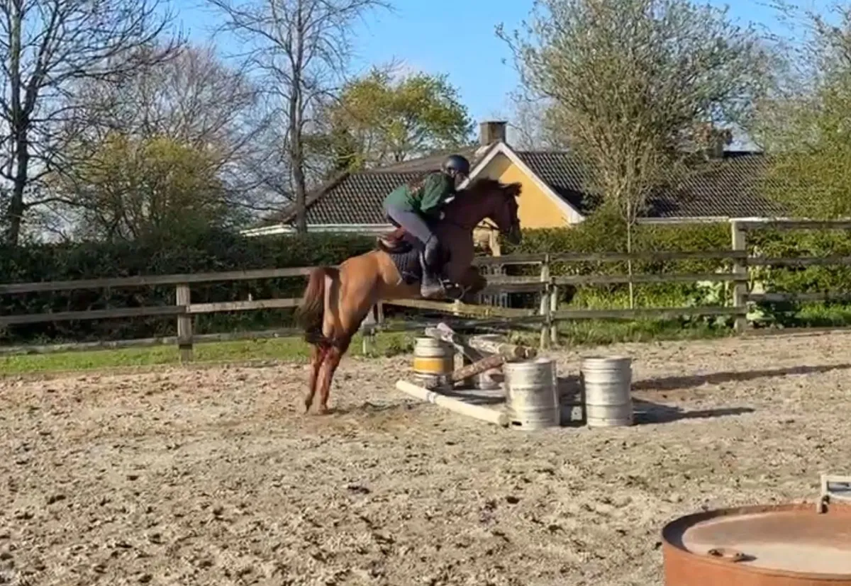 Chester 133cm Pony - Image 2