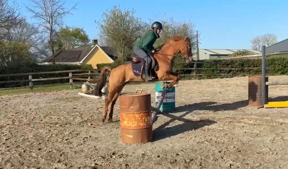 Chester 133cm Pony - Image 3