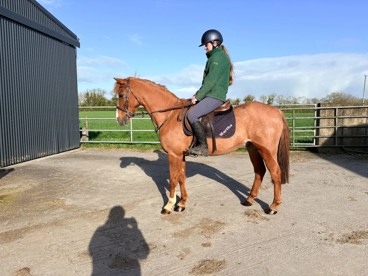 Chester 133cm Pony - Image 1
