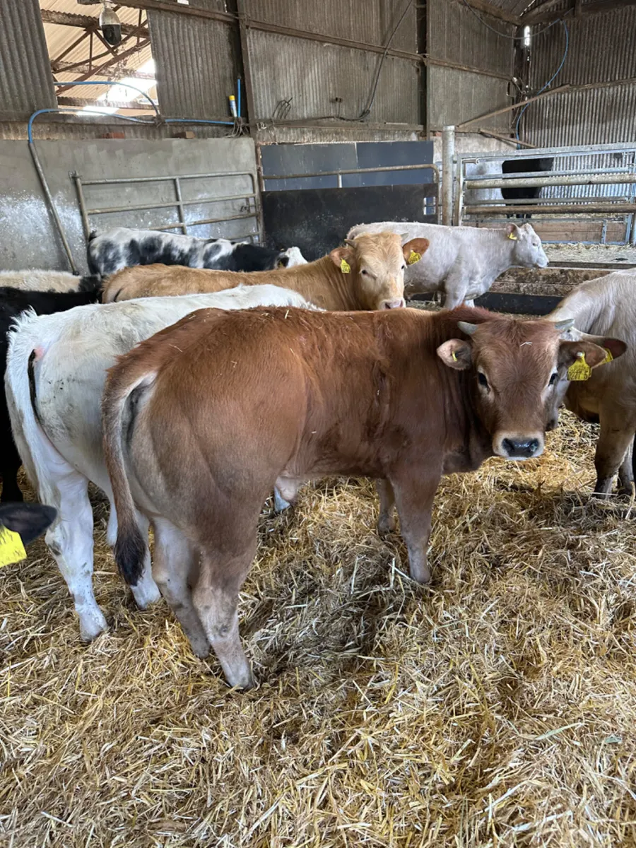 Blue and Charolais bulls - Image 3