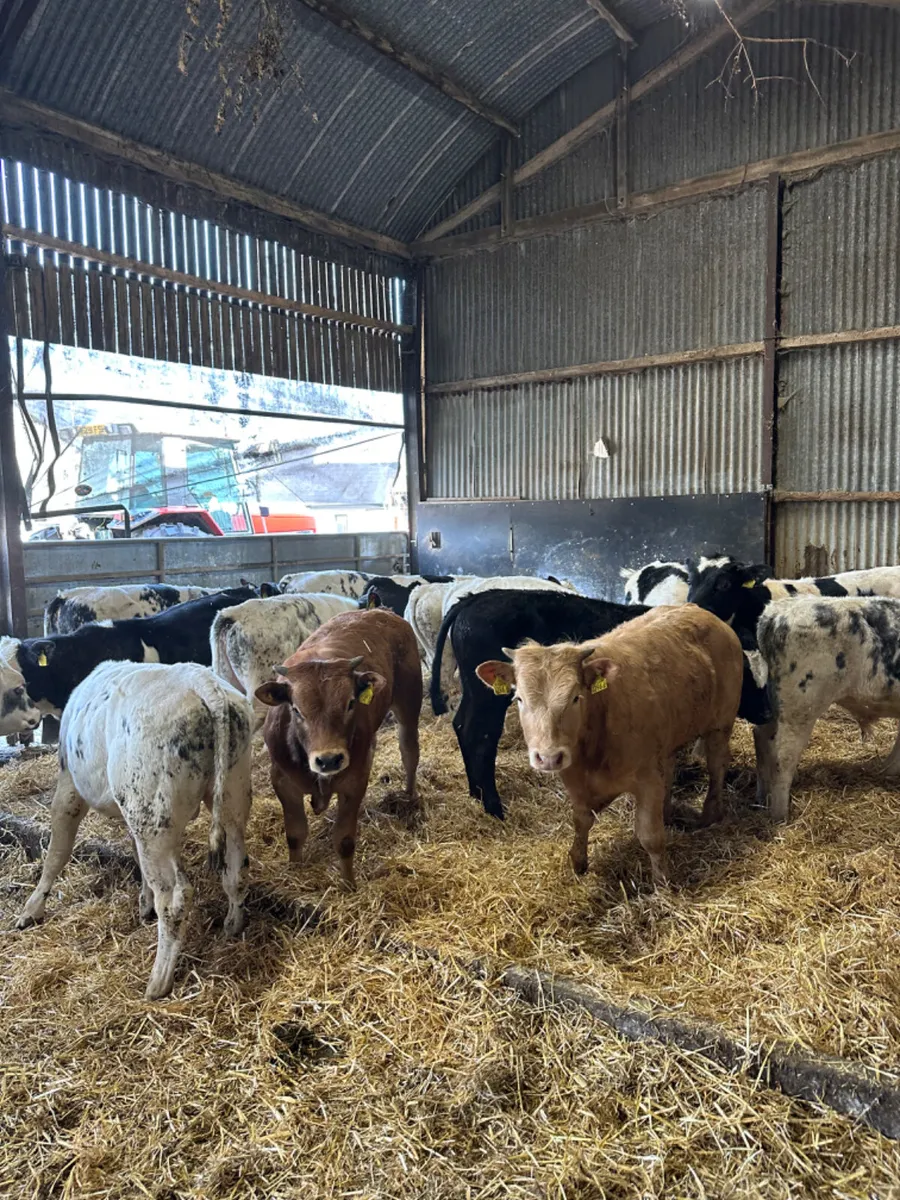 Blue and Charolais bulls - Image 1
