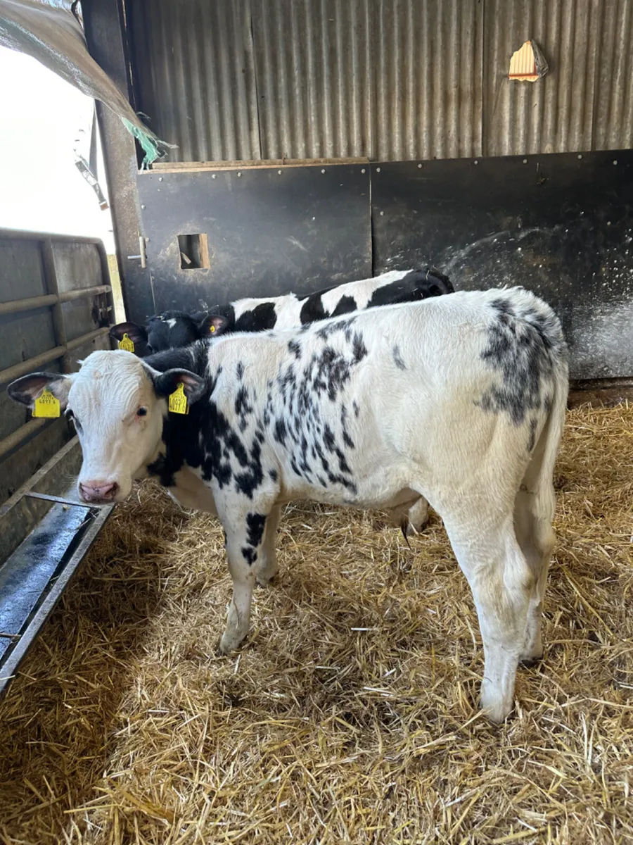 Blue and Charolais bulls - Image 2