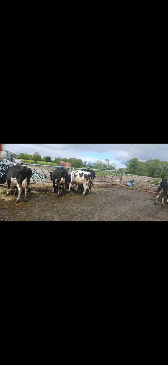Friesian Cattle - Image 1