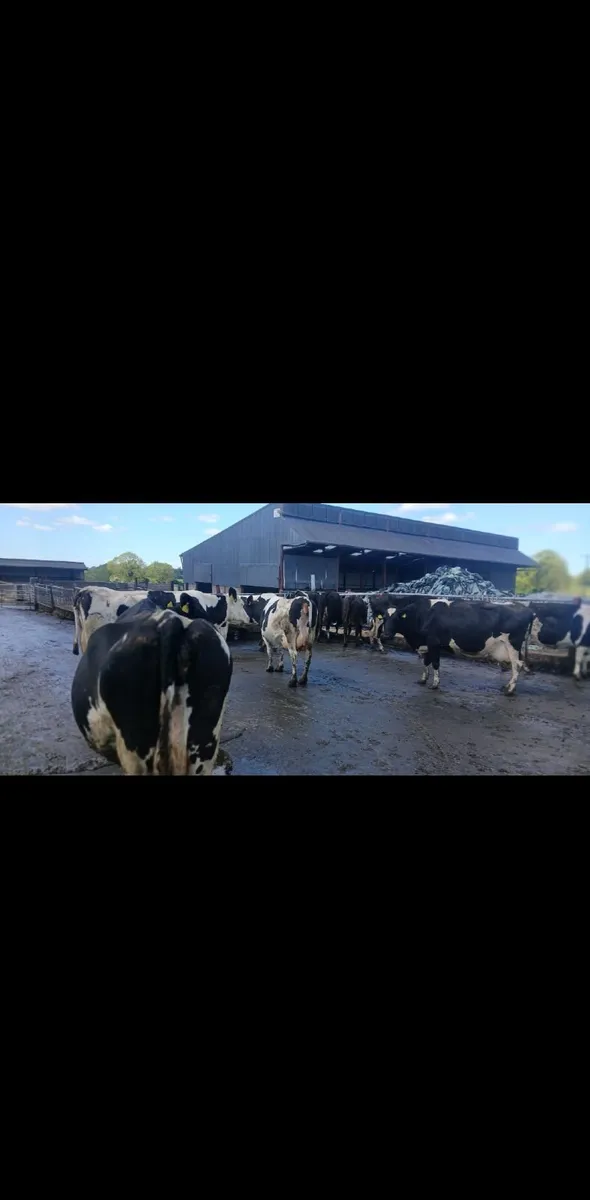 Friesian Cattle - Image 2