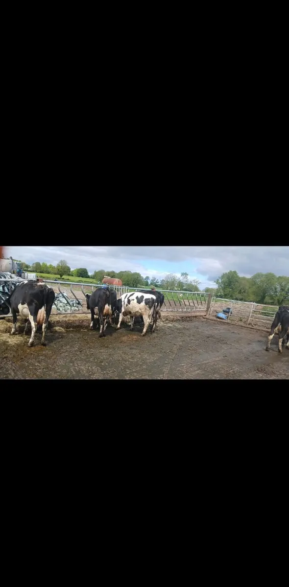 Friesian Cattle - Image 3