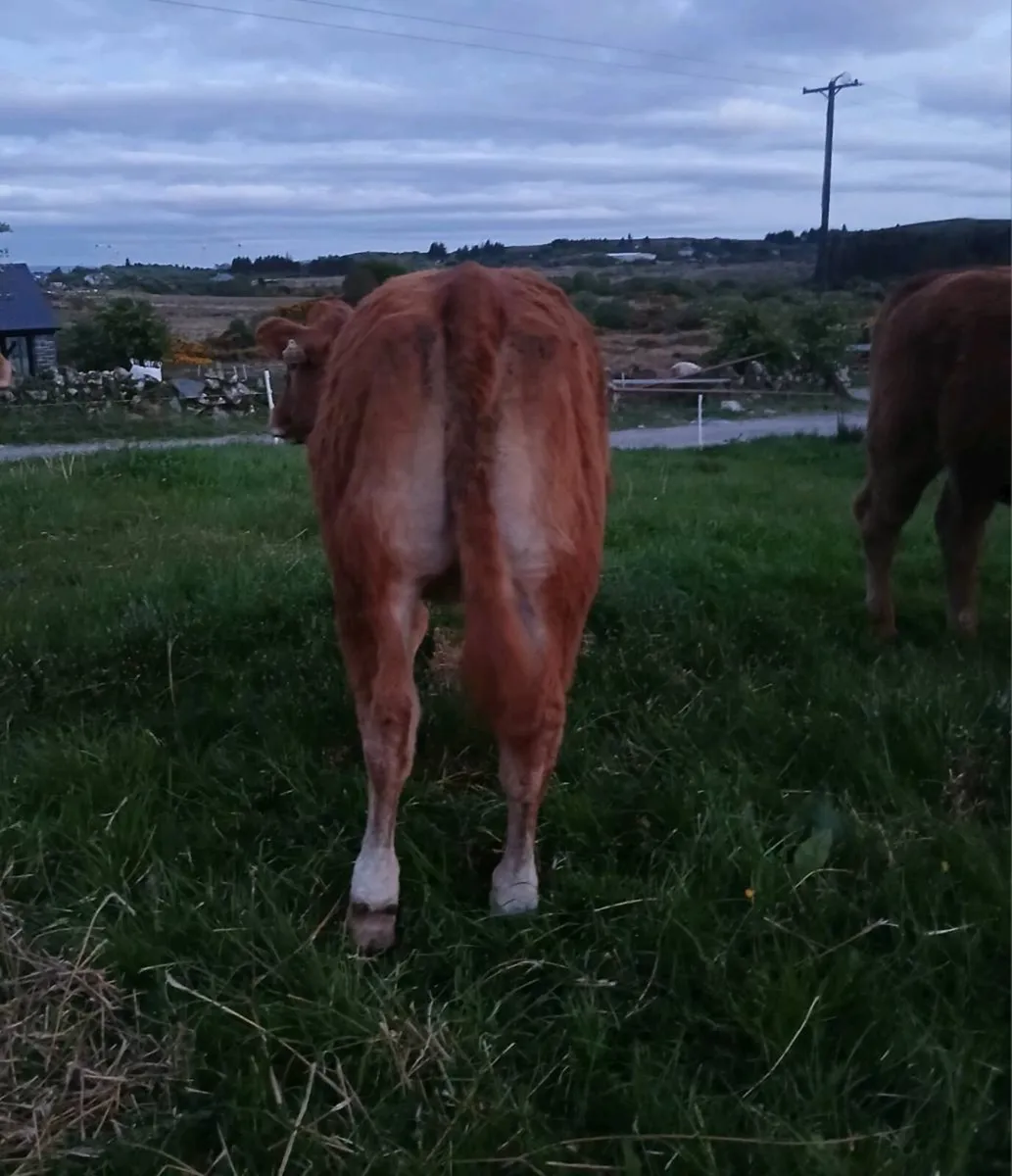 Breeding Heifers - Image 2