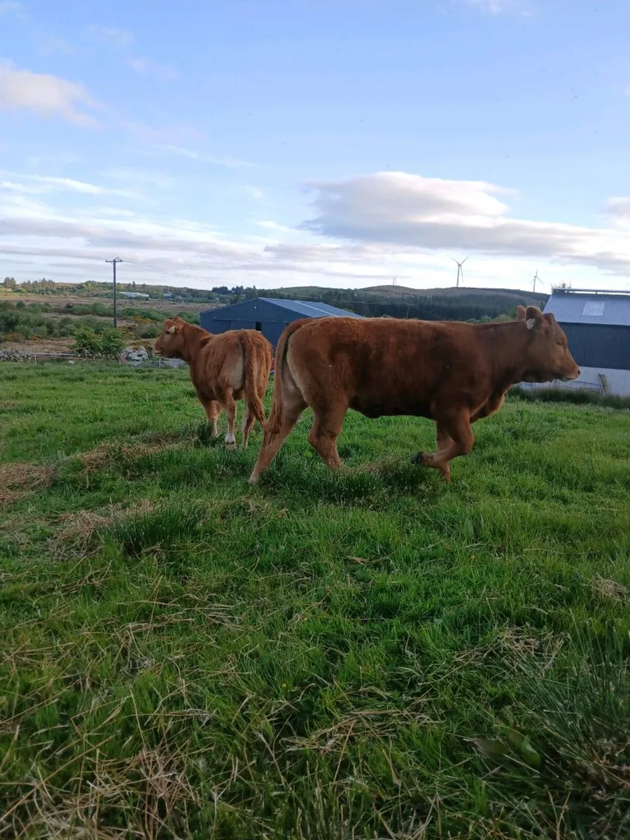 Breeding Heifers - Image 4