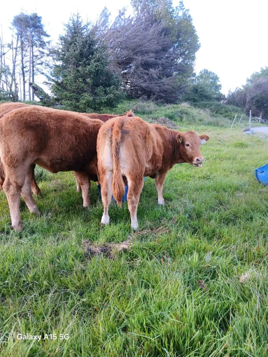 Breeding Heifers - Image 3